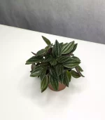 Растение Peperomia rosso (Пеперомия Россо)