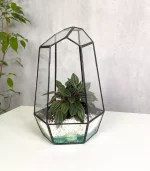 Peperomia rosso Пеперомия Россо в мини айсберге