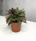 Растение Peperomia rosso (Пеперомия Россо)