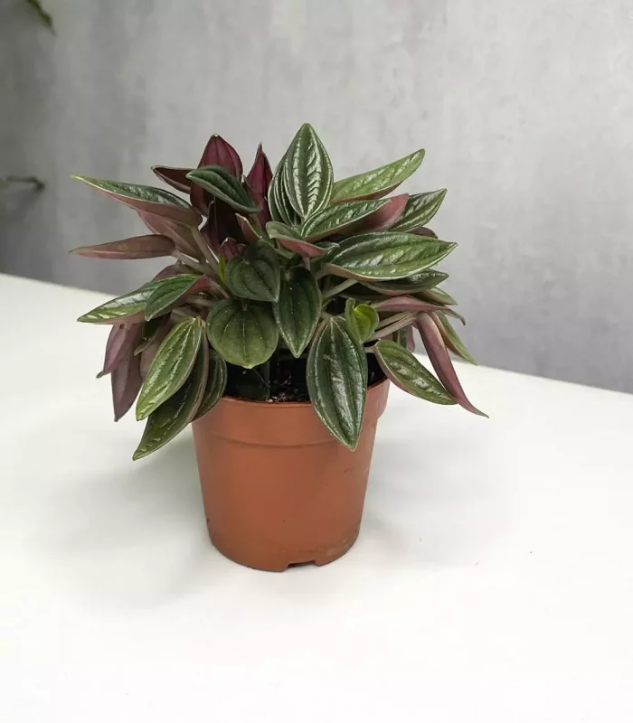 Растение Peperomia rosso (Пеперомия Россо)