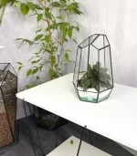 Peperomia rosso Пеперомия Россо в мини айсберге