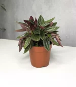 Растение Peperomia rosso (Пеперомия Россо)