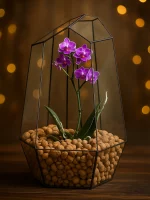 Орхидея в флорариуме Айсберг