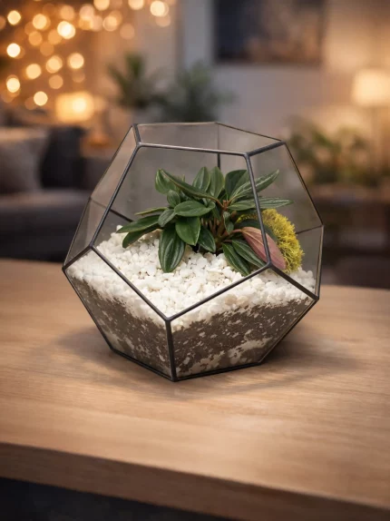 Пеперомия россо в флорариуме шар S