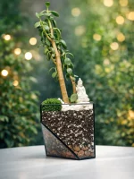 Денежное дерево крассула в флорариуме скошенный квадрат M