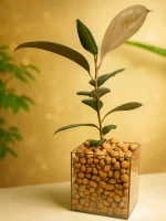 Фикус Черный Принц в стеклянной вазе, флорариуме Квадрат M