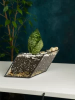 Сансевиерия мини в флорариуме лодочка