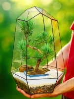 Бонсай Подокарпус Макрофилус Bonsai Podocarpus macrophyllus Shape Without Dri в флорариуме Айсберг — изображение 3