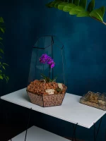 Орхидея в флорариуме Айсберг — изображение 3