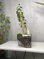 Денежное дерево крассула в флорариуме скошенный квадрат M