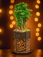 Бонсай фрутикоза полисциас в флорариуме пятиугольник L