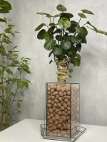 Бонсай фабиан полисциас в флорариуме пятиугольник L