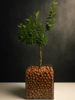 Мандариновое дерево в квадрате L