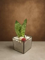 Сансевиерия мини в флорариуме лодочка