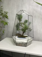 Бонсай Подокарпус Макрофилус Bonsai Podocarpus macrophyllus Shape Without Dri в флорариуме Айсберг — изображение 4