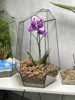Орхидея в флорариуме Айсберг — изображение 4