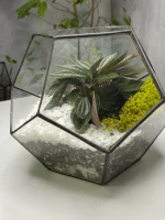 Пеперомия россо в флорариуме шар S