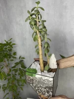 Денежное дерево крассула в флорариуме скошенный квадрат M