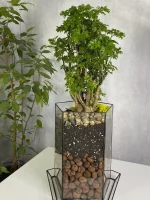 Бонсай фрутикоза полисциас в флорариуме пятиугольник L