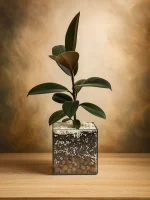 Фикус Черный Принц в стеклянной вазе, флорариуме Квадрат M