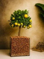 Мандариновое дерево в квадрате L