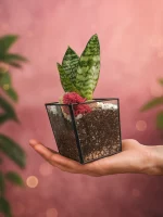 Сансевиерия мини в флорариуме лодочка