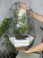 Бонсай Подокарпус Макрофилус Bonsai Podocarpus macrophyllus Shape Without Dri в флорариуме Айсберг — изображение 2
