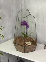 Орхидея в флорариуме Айсберг — изображение 2