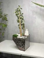 Денежное дерево крассула в флорариуме скошенный квадрат M