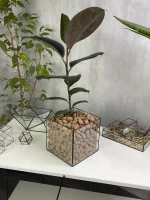 Фикус Черный Принц в стеклянной вазе, флорариуме Квадрат M