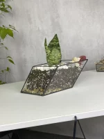 Сансевиерия мини в флорариуме лодочка