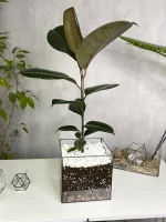 Фикус Черный Принц в стеклянной вазе, флорариуме Квадрат M