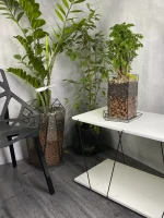 Бонсай фрутикоза полисциас в флорариуме пятиугольник L