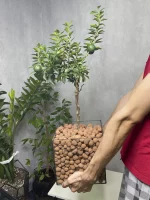 Мандариновое дерево в квадрате L