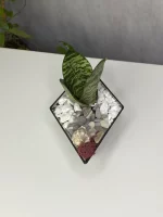 Сансевиерия мини в флорариуме лодочка