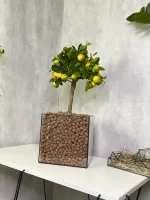 Мандариновое дерево в квадрате L