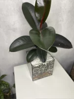 Фикус Черный Принц в стеклянной вазе, флорариуме Квадрат M