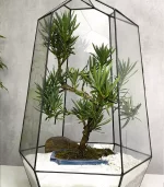 Бонсай Подокарпус Макрофилус Bonsai Podocarpus macrophyllus Shape Without Dri в флорариуме Айсберг