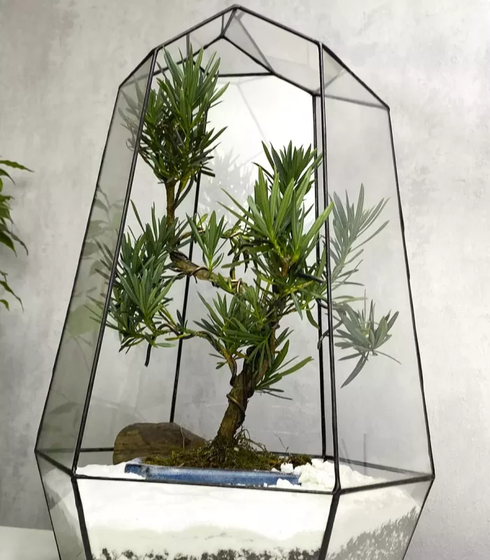 Бонсай Подокарпус Макрофилус Bonsai Podocarpus macrophyllus Shape Without Dri в флорариуме Айсберг