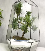 Бонсай Подокарпус Макрофилус Bonsai Podocarpus macrophyllus Shape Without Dri в флорариуме Айсберг