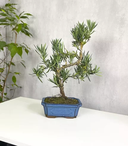 Бонсай Подокарпус Макрофилус Bonsai Podocarpus macrophyllus Shape Without Dri. Комнатное растение.