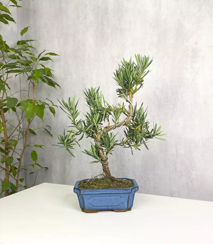 Бонсай Подокарпус Макрофилус Bonsai Podocarpus macrophyllus Shape Without Dri. Комнатное растение.