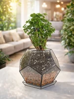 Бонсай фрутикоза полисциас в флорариуме Шар L с поддоном