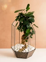 Бонсай полисциас фабиан в кашпо осколок