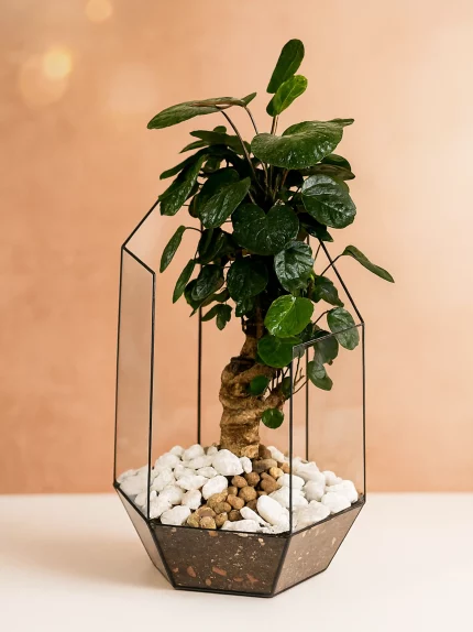 Бонсай полисциас фабиан в кашпо осколок