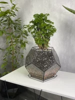 Бонсай фрутикоза полисциас в флорариуме Шар L с поддоном