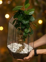 Бонсай полисциас фабиан в кашпо осколок