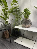 Бонсай фрутикоза полисциас в флорариуме Шар L с поддоном