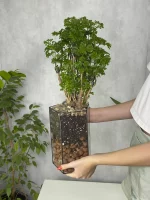 Бонсай фрутикоза полисциас в флорариуме пятиугольник M