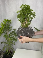 Бонсай фрутикоза полисциас в флорариуме Шар m